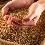 В продаже кормовое зерно ( фуражное зерно )