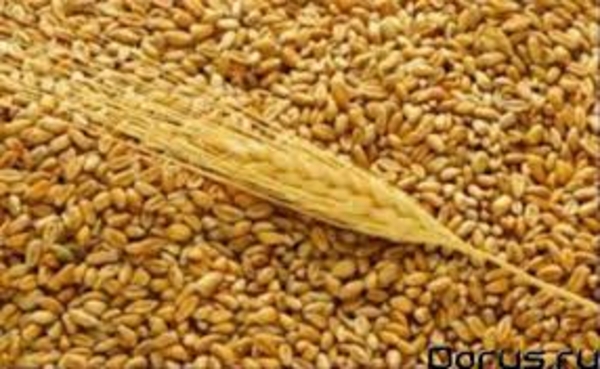 Казахстанская компания купит пшеницу 3, 4, 5 класса