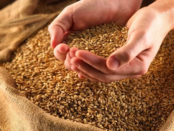 В продаже кормовое зерно ( фуражное зерно )